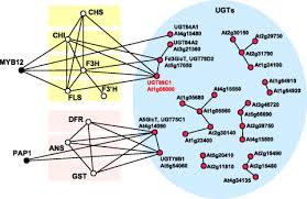 Vecinabella october 27, 2016 explotadas, famosas, vecinabella, vecinas bellas, venezolanas no comments. Identification Of A Flavonol 7 O Rhamnosyltransferase Gene Determining Flavonoid Pattern In Arabidopsis By Transcriptome Coexpression Analysis And Reverse Genetics Journal Of Biological Chemistry