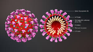Coronavirus Disease Wikipedia