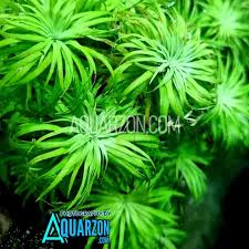 Image result for Syngonanthus