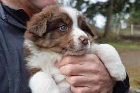 Like many herding breeds, the color:the most common colors of border collies are black & white and red & white. Journey S End Red Border Collies Home Facebook