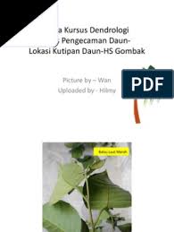 Jangan risau karena menetaskan telur cupang tanpa jantan, bisa kok!!!!! Asas Pengenalan Daun