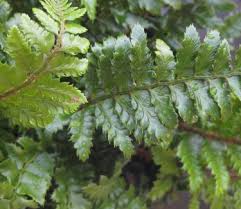 Image result for Polystichum transvaalense