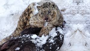 Spotting Snow Leopard In Himachal Pradesh Sighting Increases In Spiti Valley In the valleys of himachal pradesh there has been a recent rise in the population. snow leopard in himachal pradesh
