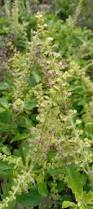 Image result for Ocimum lamiifolium