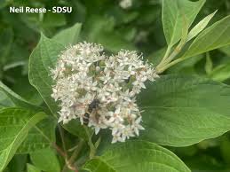 Image result for Cornaceae