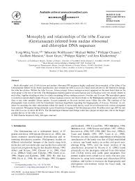 Image result for Sebaea longicaulis