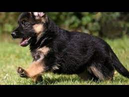 Why buy a puppy or dog when you can adopt all breeds sizes and ages for absolutely free. Best Quality Jerman Seaford Puppy Youtube