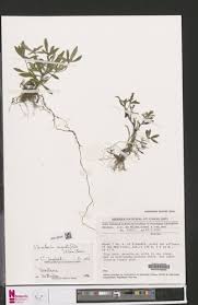 Image result for Virectaria