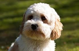 Learn how big teacup pigs get from the animal experts at traveling petting zoo squeals on wheels in this howcast video. How Big Will My Cavapoo Get When Are They Fully Grown