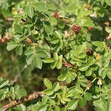 Image result for Cissus rubiginosa