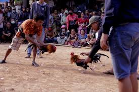 Kini telah hadir permainan taruhan ayam sabung atau biasa disebut laga ayam taji secara online, cara memasang taruhan di permainan ayam sabung ini cukup menarik dan tidak jauh berbeda dengan laga ayam biasa di indonesia. Sang Jago