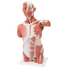 Muscles of the human torso. Muscle Torso Model 27 Part 3b Scientific 1001236 Va16