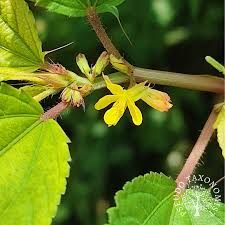 Image result for Corchorus aestuans