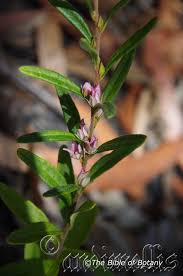 Image result for Crotalaria hyssopifolia