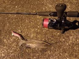 釜石のエギング