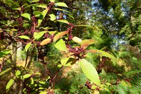 Image result for Maytenus