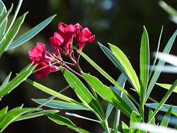 4 Plantes Toxiques Courantes A Eviter Dans Le Jardin Jardiner Malin