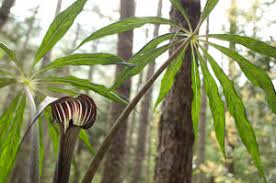 Image result for Girardinia bullosa