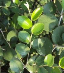 Image result for Ziziphus mauritiana
