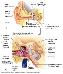 Other topics in this chapter. Ch 15 Middle Ear