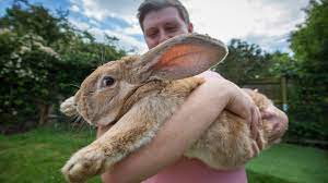 3ft Long Bunny Set To Become World S Biggest Rabbit Youtube