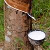 It's sweetness explains why stag beetles flock to it (only to become trapped and later turn to fossils). Https Encrypted Tbn0 Gstatic Com Images Q Tbn And9gcqx51 Jafws5wvcosuiq5nhbtzyekfghkvanyyh6zn8ecwkqmqk Usqp Cau