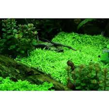 Image result for Thunbergia graminifolia