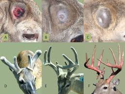 antler growth cycle deer ecology management lab