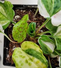 Image result for Drimiopsis