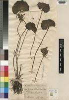 Image result for Nymphoides forbesiana