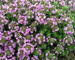 Image result for Thesium cymosum