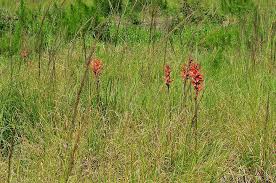 Image result for Cyathula lanceolata