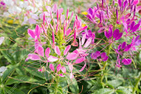 Image result for Cleome spinosa