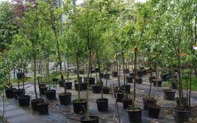 Außerdem ist der genaue zeitpunkt von den witterungsbedingungen ihrer region abhängig. Containerobst Obstbaume Das Ganze Jahr Pflanzbar Baumschule Rinn