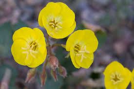 Image result for Stolzia cupuligera