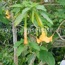 Image result for Aeollanthus suaveolens