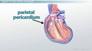 Image result for Pericardium