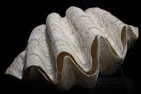 100 Free Clam Shell Clam Images Pixabay Giant Clam Sea Shells Shells