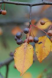 Image result for Pycreus permutatus