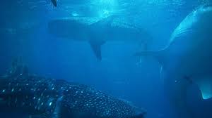 Being larger in size, blue whale is the biggest creature in the world. Why We Choose Not To Swim With Whale Sharks In Cebu