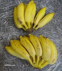 If you haven't already, we give you enough reasons to try them.elaichi or yelakki bananas: Yelakki Balekayi Bajji Raw Banana Fritters Kachhe Kele Ke Pakode Tinditirtha