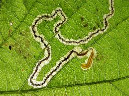 Image result for Stigmella ulmariae