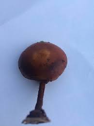 Image result for Lactarius mutabilis