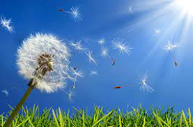 Pollen Allergies In Michigan Allergy Asthma Center Of Rochester