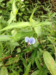 Image result for Commelina