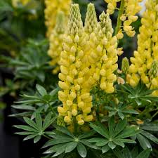 Image result for Lupinus