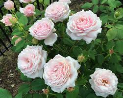 On oct 10, 2008, carle from katy, tx wrote: What Type Of Rose Should I Plant
