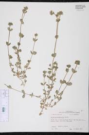 Image result for Cerastium glomeratum