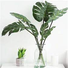 Fruit from flowers at the base of the plant, she says. 10 Best Indoor Plants In The Philippines Best Of Home 2021