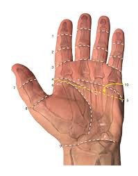 Image result for Normal Anatomic Position of the Hand and Wrist